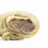 OTOAntiques Ltd.